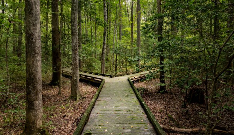 Concept of decision or choice using a wooden boardwalk in dense forest in Great Dismal Swamp