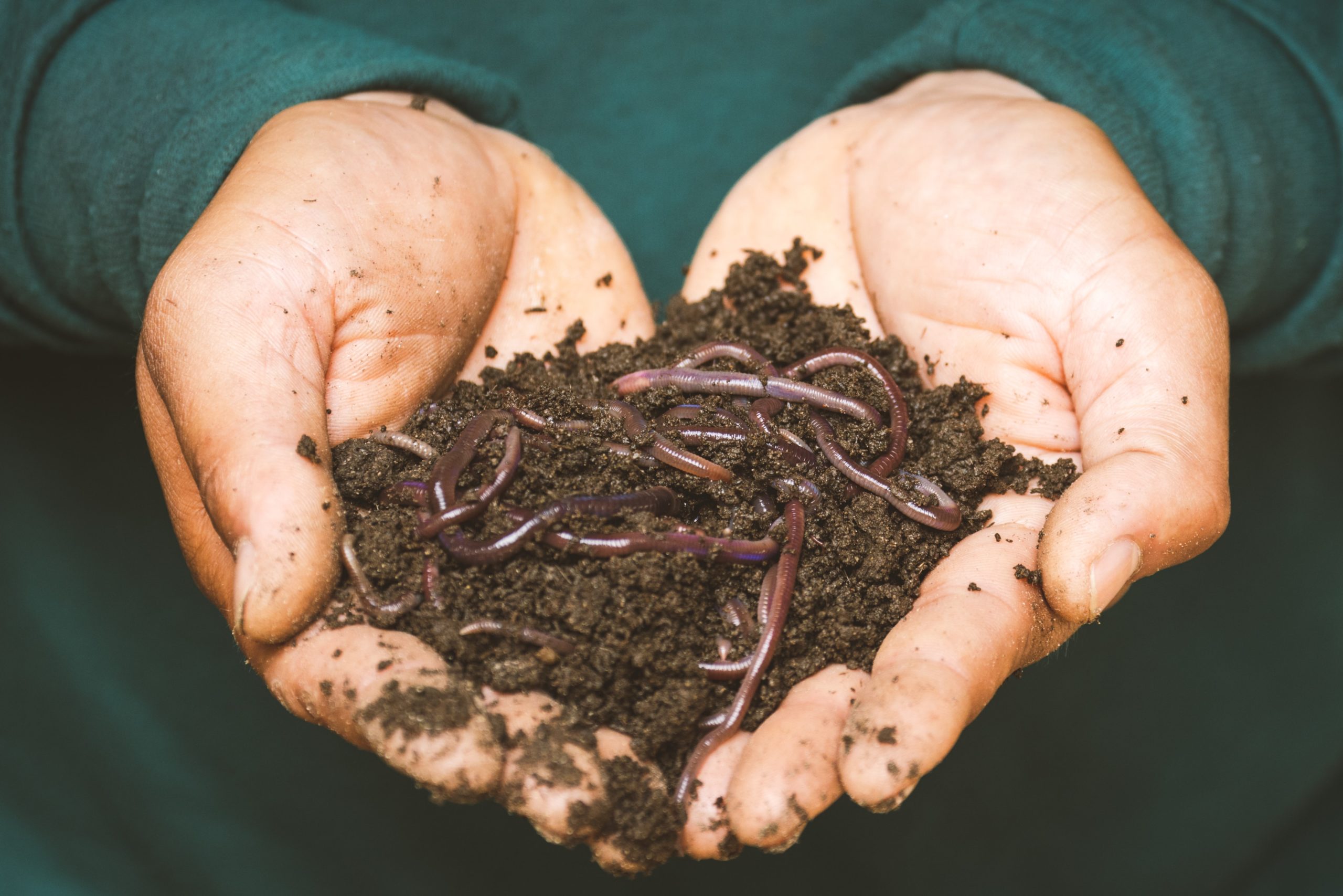 Vermicomposting