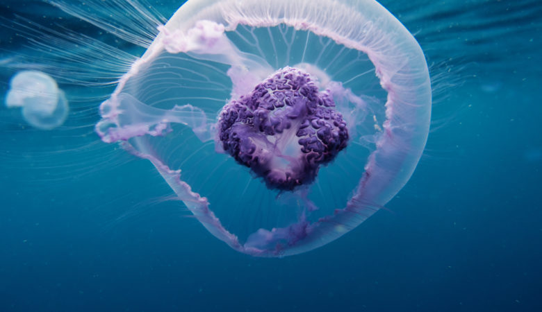 Jellyfish