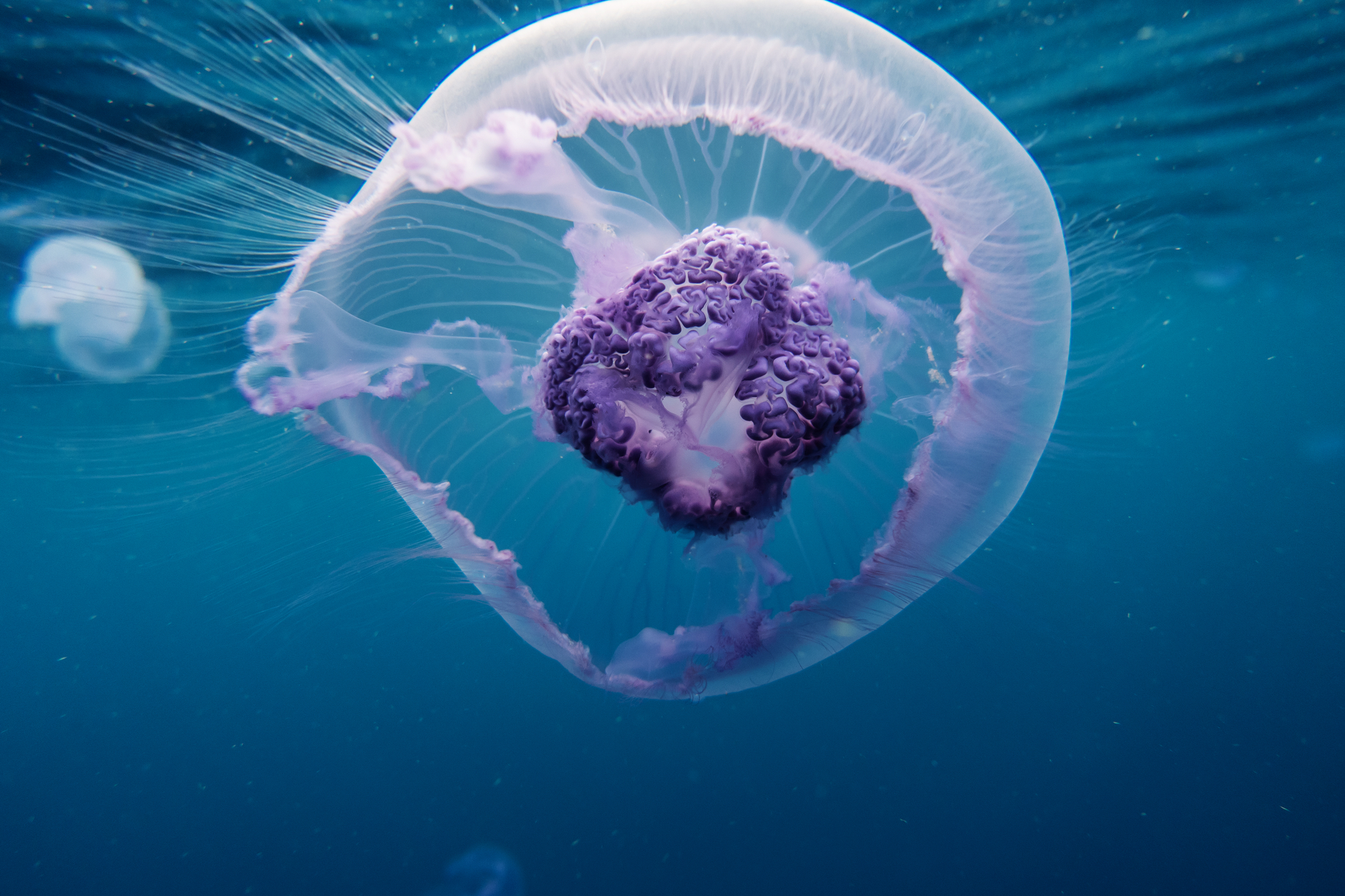 Jellyfish